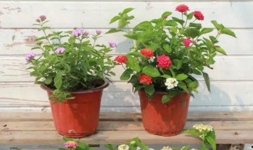 杜大姐最新爆料视频,惊人内幕大公开！  第3张